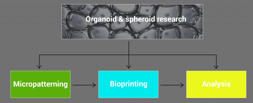 organoid and spheroid research workflow