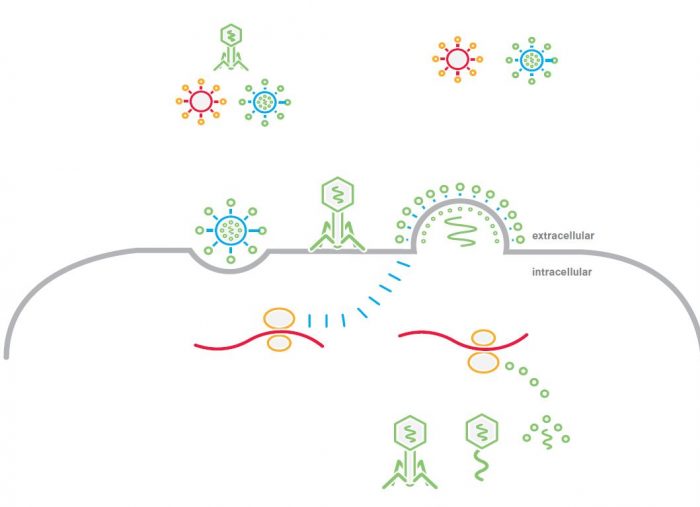 Study Essential Viral Processes through a Dynamic Single-Molecule Approach